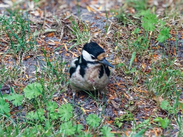 Mal schauen ob am Boden Würmer zu finden sind!