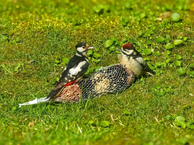 Hier hat Mutter Buntspecht etwas Leckeres für Ihr Kind!