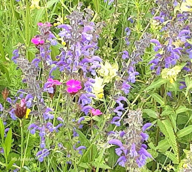 Foto: Iris Alefelder