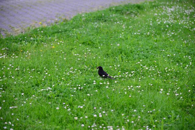 Der Glückspilz bei dem Wetter. Es beschert fette Würmer :)