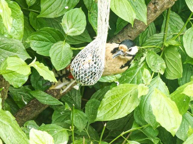 Mit großem Eifer pickt Mutter Buntspecht die letzten Körner aus dem Netz!