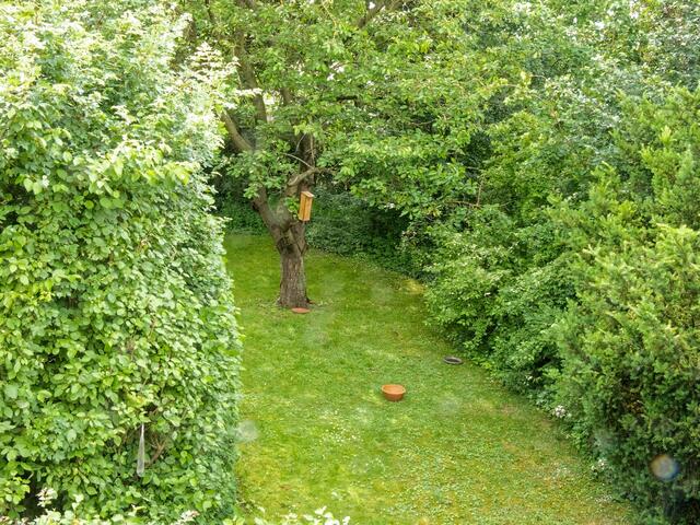 Zwischen Futterstange (unten links) und  Kirschbaum (Bildmitte oben) flog die Buntspecht-Mutter immer wieder hin und her! 