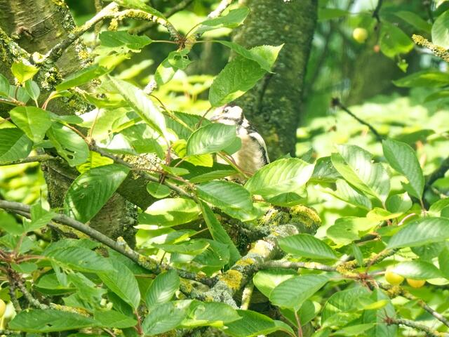 Hinter dem "Vorhang von Blättern" war die Buntspecht-Fütterung auf dem Kirschbaum für den Fotografen leider nicht gut beobachtbar!