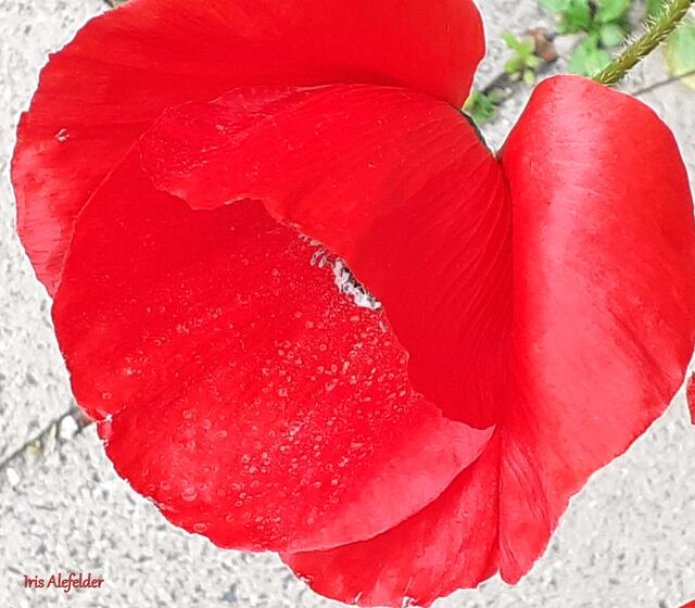 Foto: Iris Alefelder