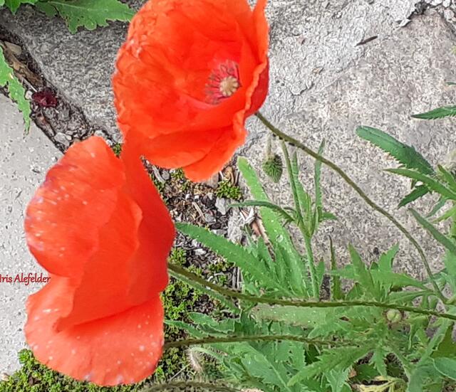 Foto: Iris Alefelder