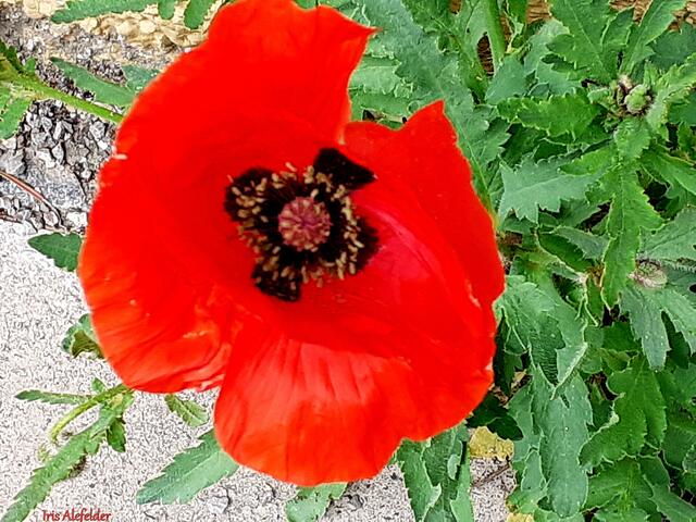 Foto: Iris Alefelder