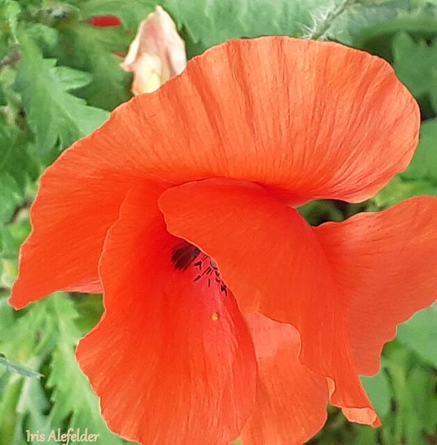 Foto: Iris Alefelder