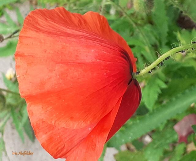 Foto: Iris Alefelder