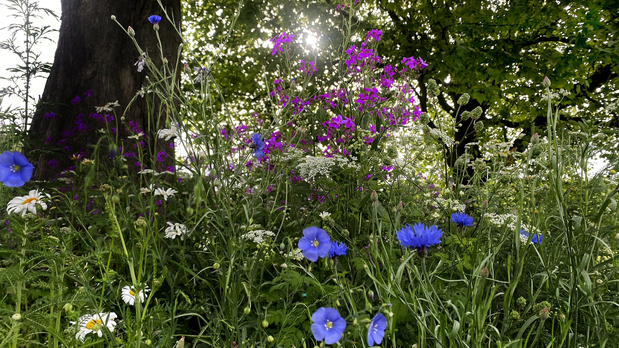 Beobachtungen im frühsommerlichen Garten Hummeln gehören unbedingt zu