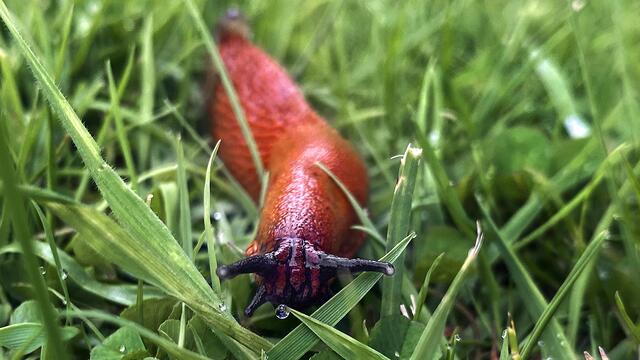 Heimische Rote Wegschnecke. Foto: Helmut Kuzina