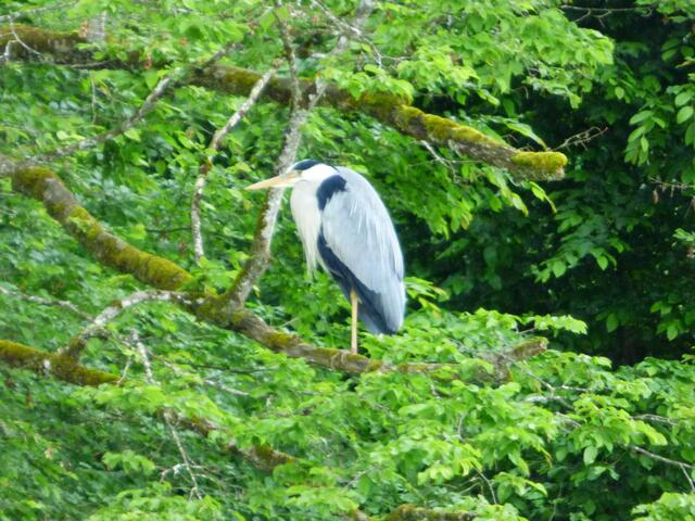 Was der wohl von den vielen Bootspassagieren denkt???