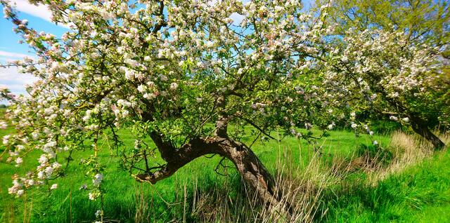 Das Nordseeklima hat zu urigen Wuchsformen geführt. | Foto: Shima Mahi
