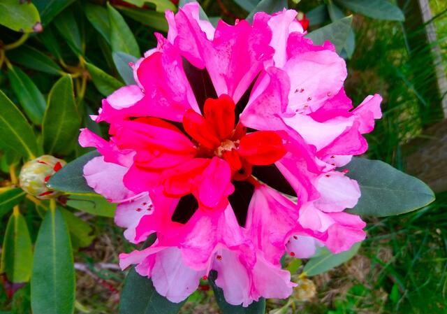 In die Blüte geschaut | Foto: Shima Mahi