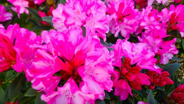 Und noch einmal ein Rhododendron mit Blüten in verschiedenen Schattierungen | Foto: Shima Mahi