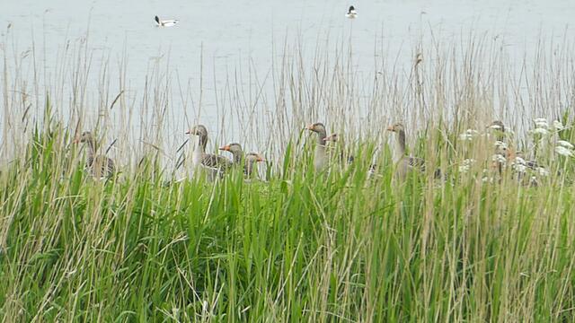 Im Gras versteckt | Foto: Shima Mahi