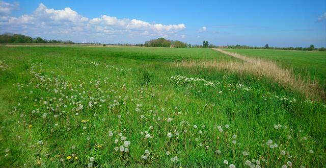 Blick in die Landschaft in der Nähe von Eckwarderhörne | Foto: Shima Mahi