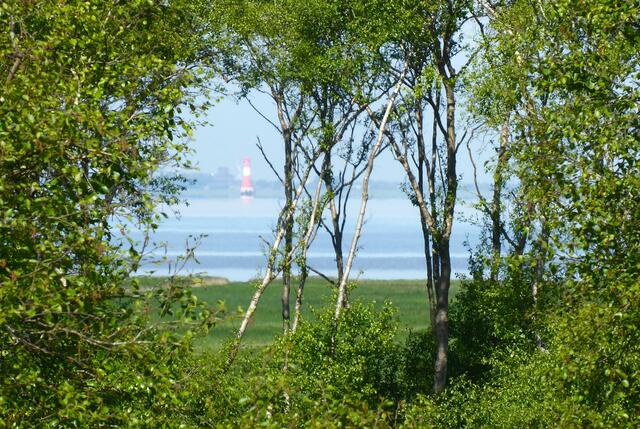 Das schwimmende Moor in Sehestedt | Foto: Shima Mahi