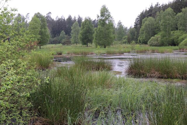 Moorgewässer im "Naturschutzgebiet Franzosenwiesen" | Foto: Foto: Helmut Fuchs
