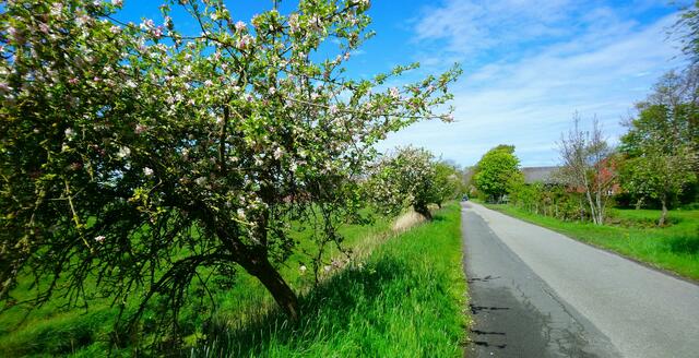 Obstbaumblüte in einem kleinen Dorf | Foto: Shima Mahi
