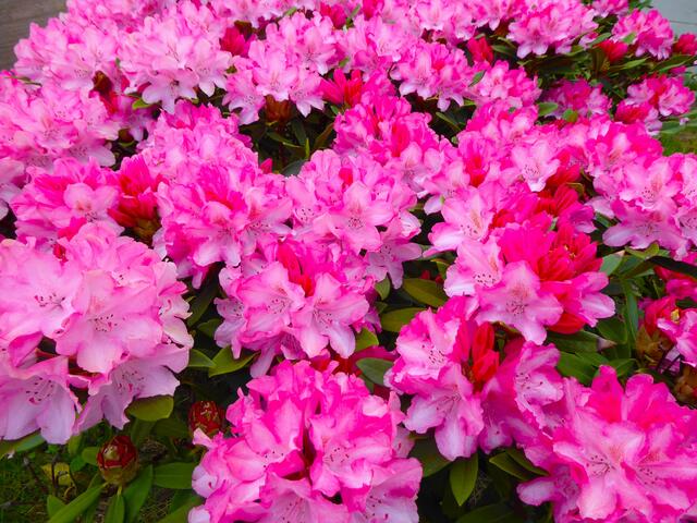 Zum Abschluss noch ein Rhododendron | Foto: Shima Mahi