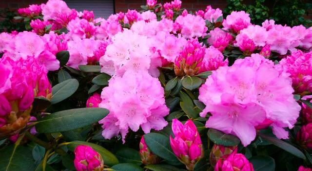 Beeindruckend schöne Rhododendronblüte | Foto: Shima Mahi