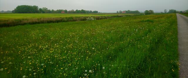 Blühende Landschaft | Foto: Shima Mahi