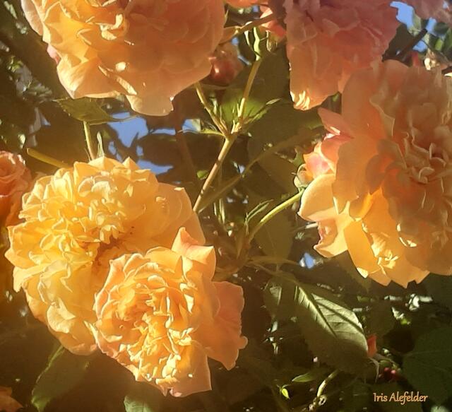 Foto: Iris Alefelder