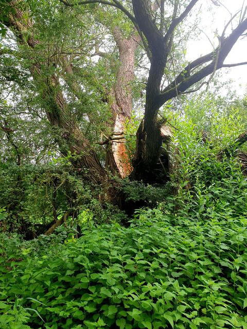 Viel Natur am Wegesrand