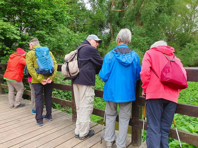 Oben von der Brücke aus kann man die Fische unten im Bach gut sehen