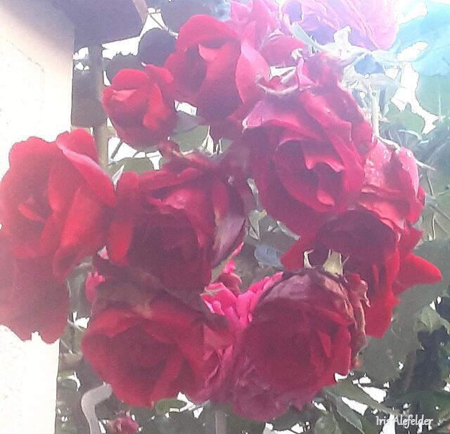 Foto: Iris Alefelder