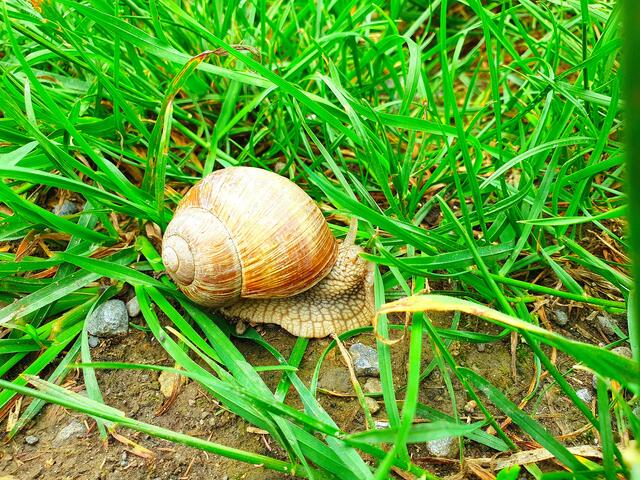 Viele Schnecken mit und ohne Haus sind auch unterwegs