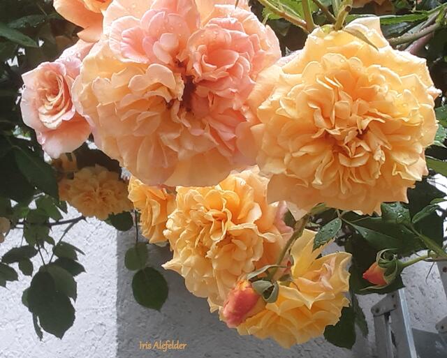 Foto: Iris Alefelder