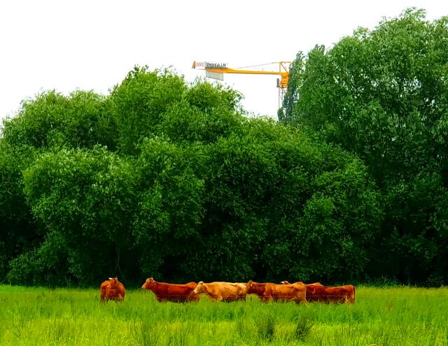 Die Rinderherde ist auch schon aktiv