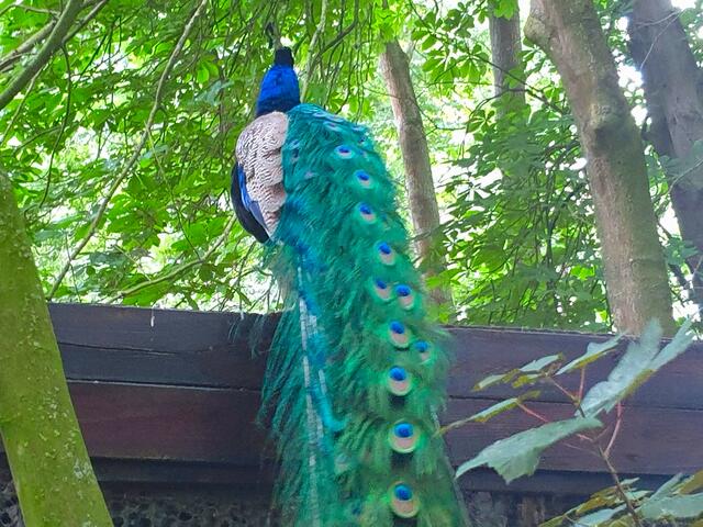 Der Pfau ruht sich unter dem Baum aus