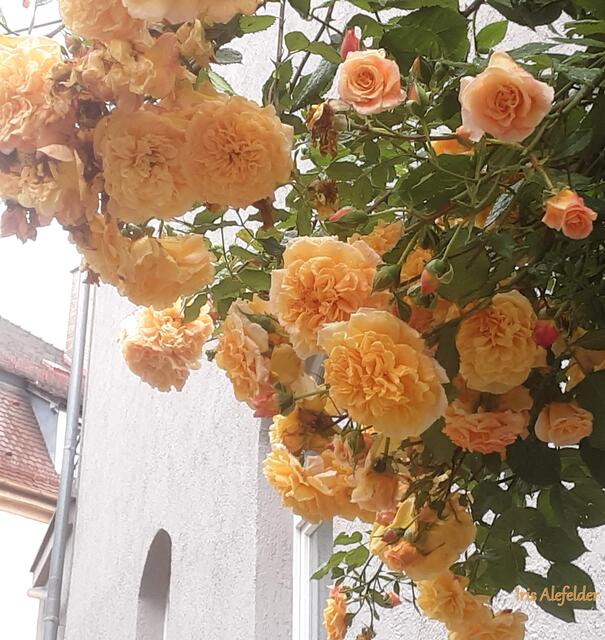 Foto: Iris Alefelder