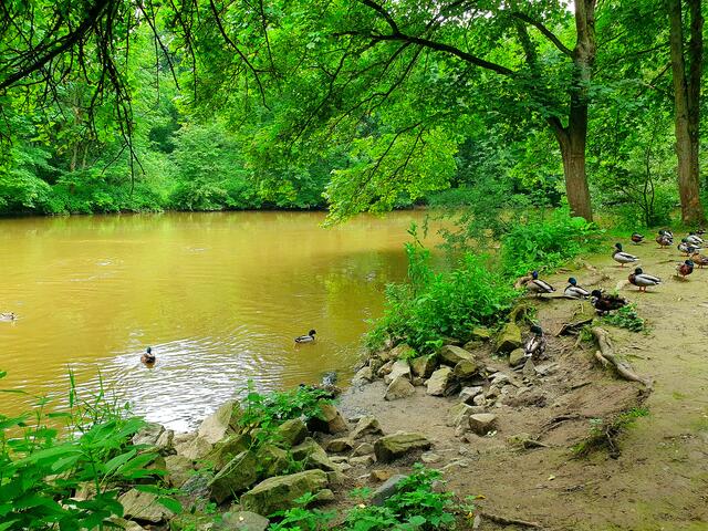 Ententreffen an der Leine