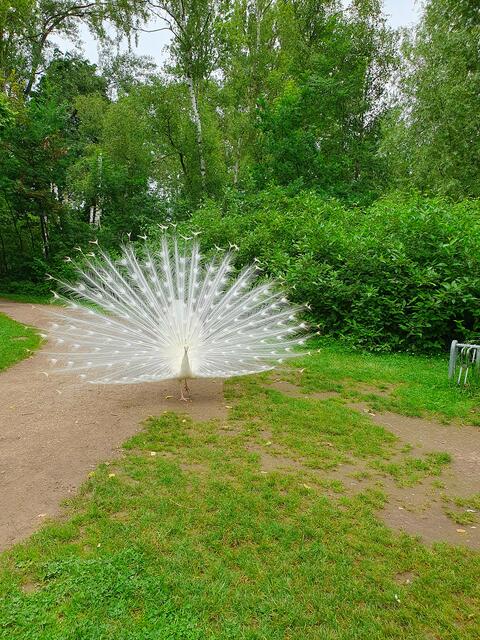 Dieser Pfau besucht auch das Gelände am Wiesendachhaus