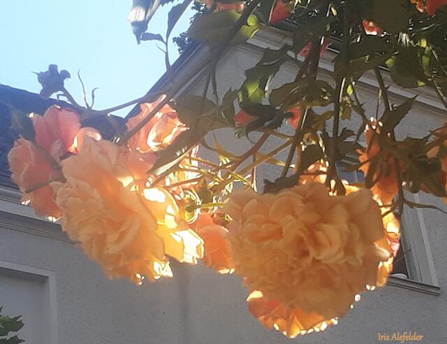 Foto: Iris Alefelder