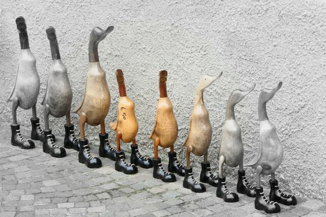 Laufenten marschieren im Gänsemarsch