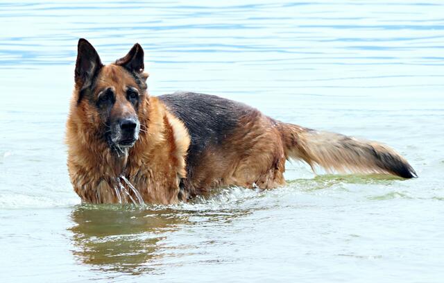 ... und im Wasser
