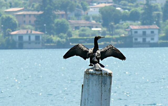 Kormoran im Trockenmodus