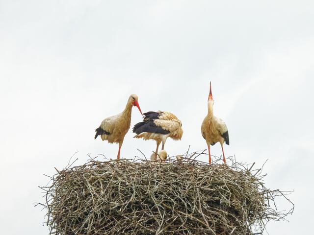 Vater Storch ist gerade zurückgekehrt und klappert zur Begrüßung. Jetzt können sicher vier Küken gezählt werden!