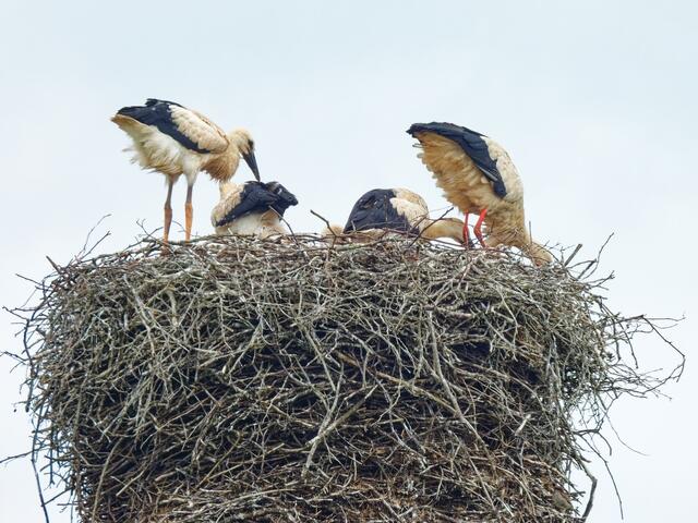 Bei meinem nächsten Besuch sind die jungen Störche hoffentlich flügge!
Auf ein Wiedersehen!