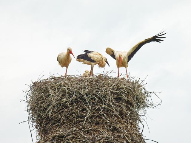 Schon nach kurzer Zeit macht sich Vater Storch wieder für einen Abflug bereit!