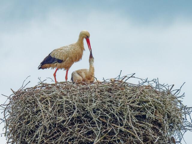 Mutter Storch füttert zunächst ein Küken.