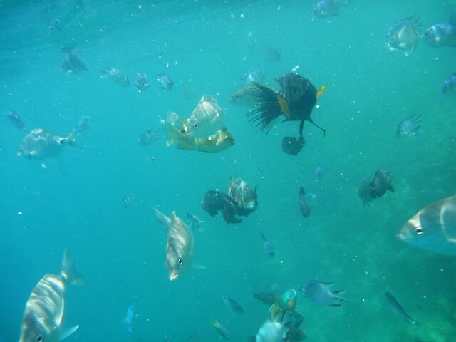 Gruppe mit Besenschwanzlippfisch
