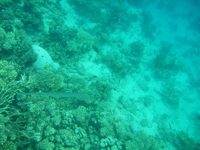 Flötenfisch. Länge bis zu 1,5 m
