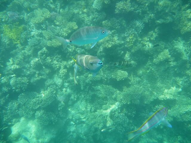Bildmitte: Papageifisch. Rechts unten: Regenbogen Lippfisch
