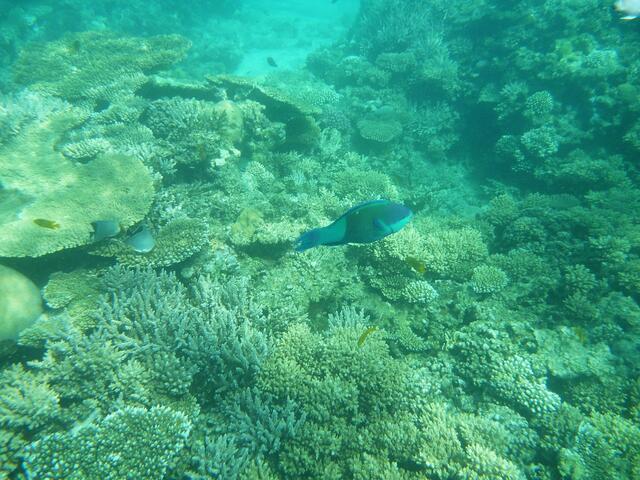 Der Papageifisch streift durch´s Revier 
