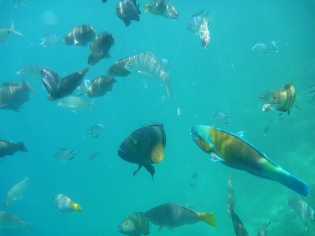 Fische in diesem Areal sind in der Regel immer hungrig.
